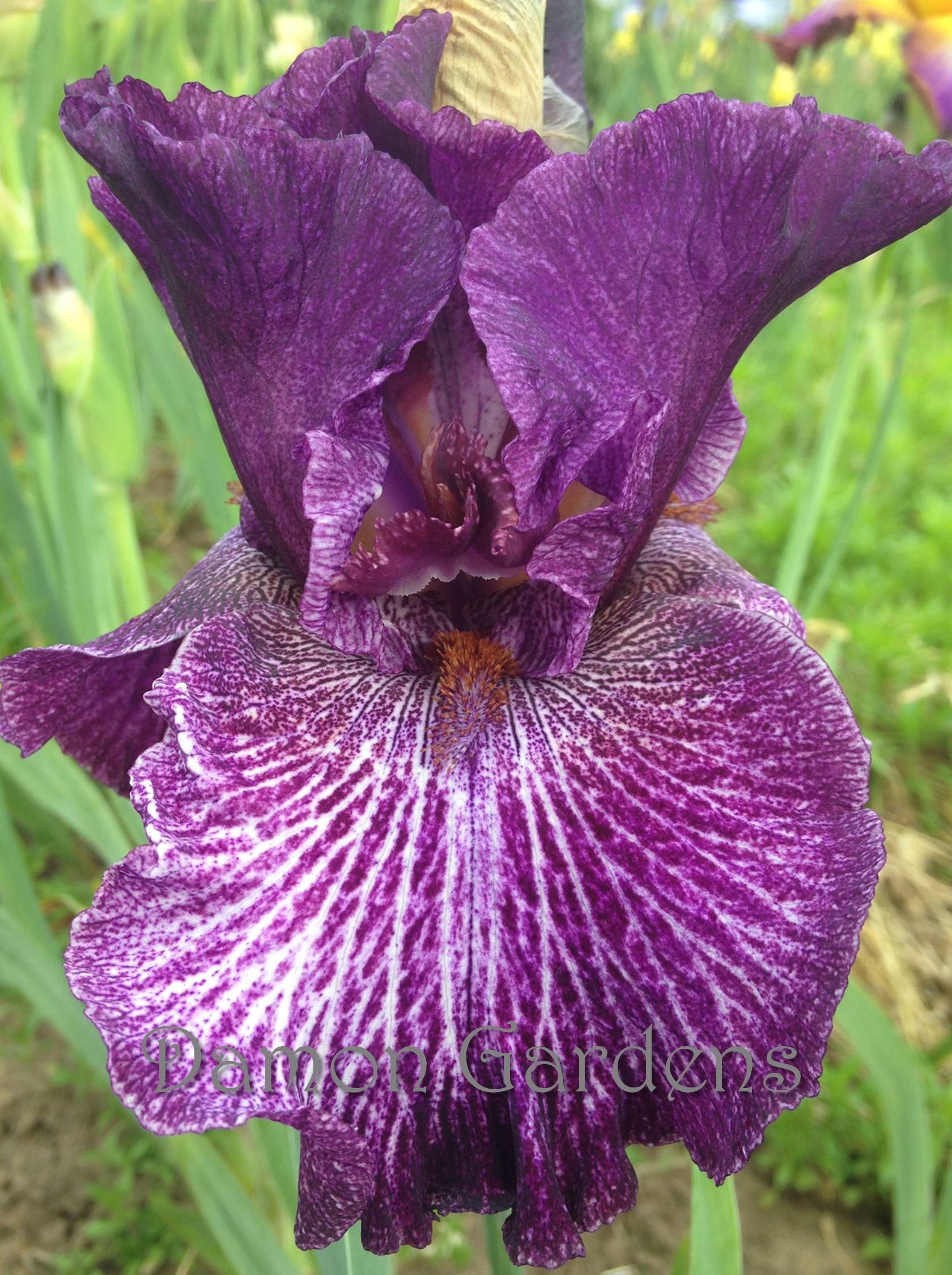 Iris Queen Eleanor Of Aquitaine